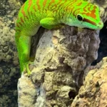 Crimson Giant Day Gecko (Phelsuma grandis) - The High-Red "Jewel" of Madagascar
