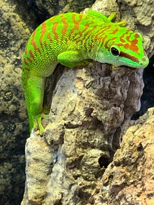 Crimson Giant Day Gecko (Phelsuma grandis) - The High-Red "Jewel" of Madagascar