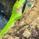 Crimson Giant Day Gecko (Phelsuma grandis) - The High-Red "Jewel" of Madagascar