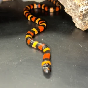 Orange Pueblan Milk Snake - The Vibrant "Halloween" King (Captive Bred)