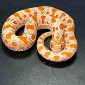 Albino Anaconda Western Hognose - The Vibrant "Mini Cobra" (Captive Bred)