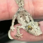 Super Mossy Leaf-Tailed Gecko (Uroplatus sikorae) - The Ghost of Madagascar