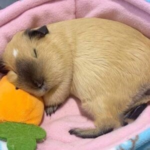 Gizmo - Male Guinea Pig for Sale