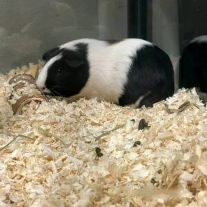 Cindy - Female Guinea Pig for Sale