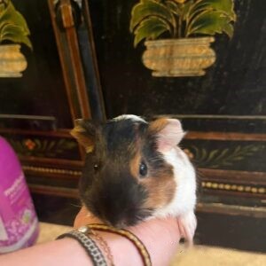 Oreo - Male Guinea Pig for Sale