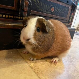Coco - Male Guinea Pig for Sale