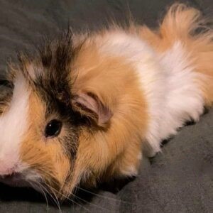 Daisy - Guinea Pig for Sale