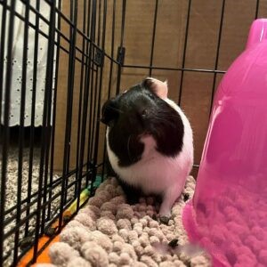 Peanut - Female Guinea Pig for Sale