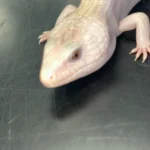 Ivory Northern Blue Tongue Skink - The "Luminous" Australian Icon (CB USA)