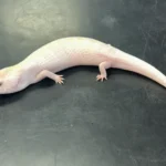 Ivory Northern Blue Tongue Skink - The "Luminous" Australian Icon (CB USA)