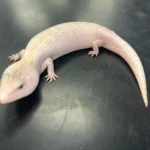 Ivory Northern Blue Tongue Skink - The "Luminous" Australian Icon (CB USA)