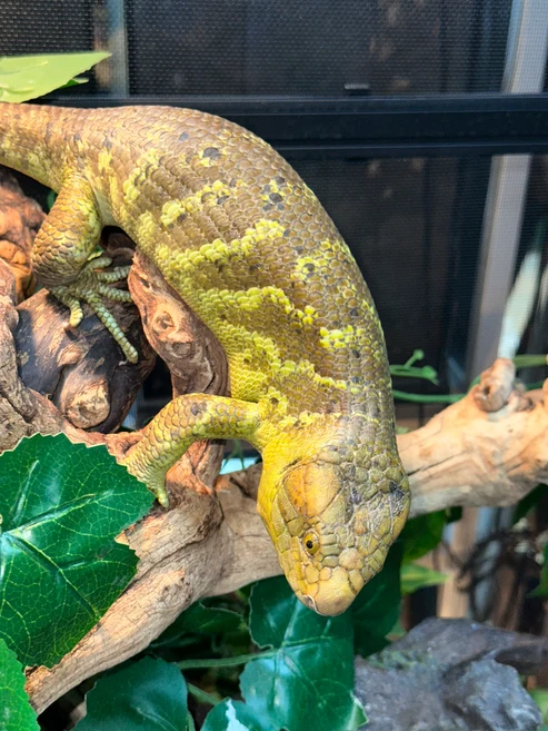 Monkey-Tailed Skink (Corucia zebrata) - The Prehensile-Tailed Giant - Image 2