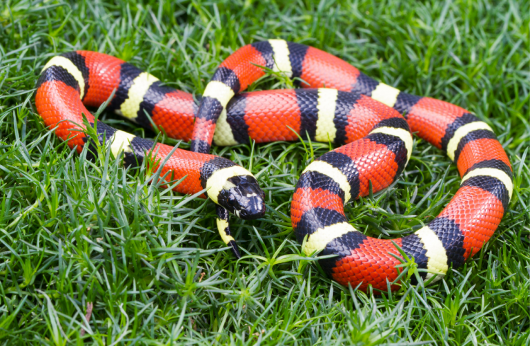 Milk Snakes For Sale