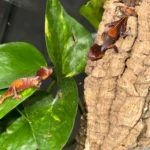 CB USA Purple & Orange Blotch Satanic Leaf-Tailed Gecko (Uroplatus phantasticus)