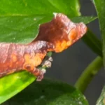 CB USA Purple & Orange Blotch Satanic Leaf-Tailed Gecko (Uroplatus phantasticus)