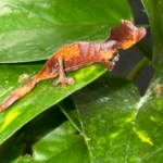 CB USA Purple & Orange Blotch Satanic Leaf-Tailed Gecko (Uroplatus phantasticus)