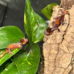 CB USA Purple & Orange Blotch Satanic Leaf-Tailed Gecko (Uroplatus phantasticus)