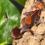 CB USA Purple & Orange Blotch Satanic Leaf-Tailed Gecko (Uroplatus phantasticus)