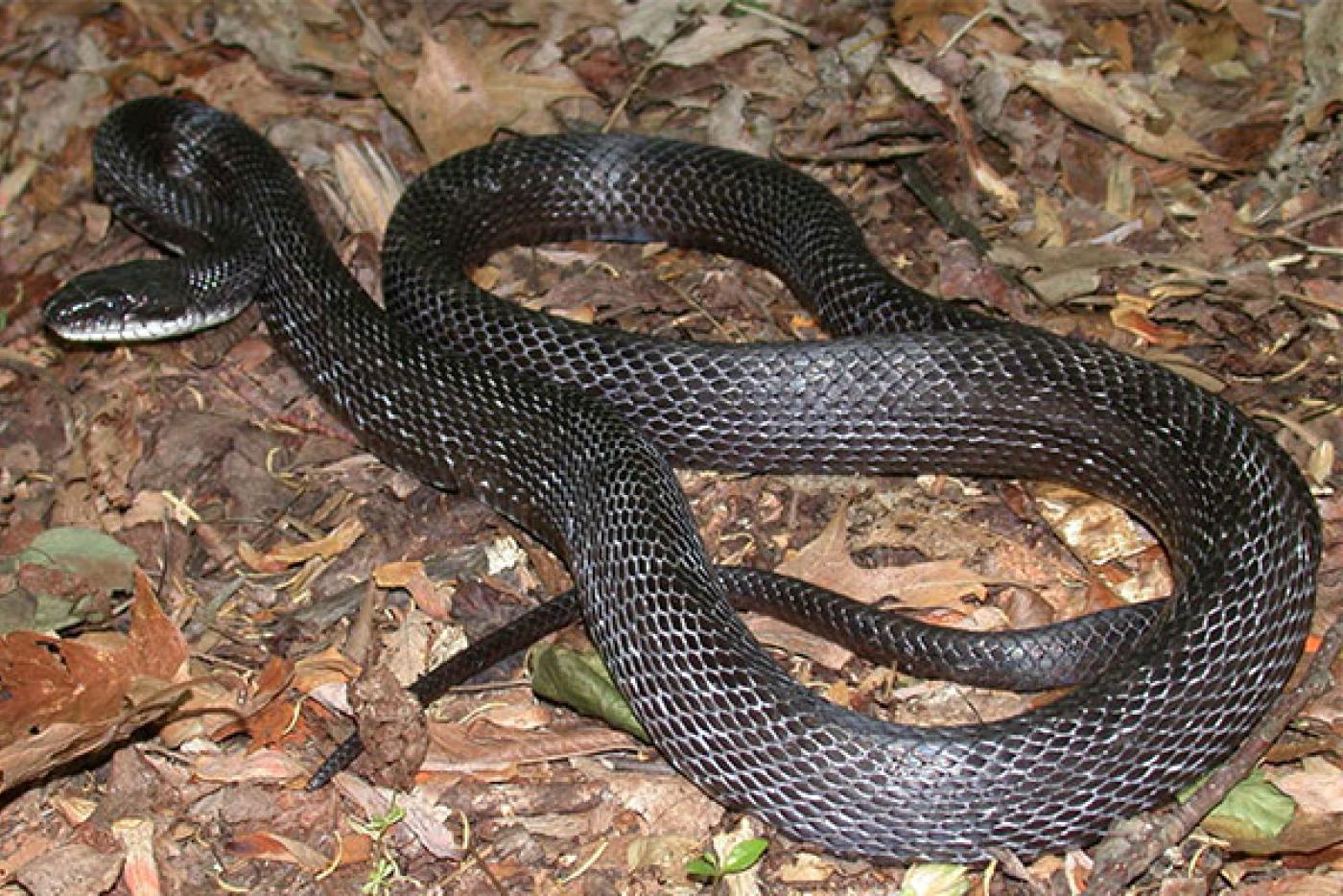 Rat Snakes For Sale