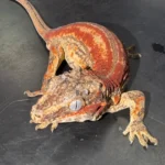 Red Stripe Gargoyle Gecko (Rhacodactylus auratus) - The High-Contrast Gem