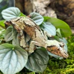 Super Mossy Leaf-Tailed Gecko (Uroplatus sikorae) - The Ghost of Madagascar