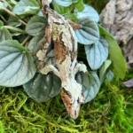 Super Mossy Leaf-Tailed Gecko (Uroplatus sikorae) - The Ghost of Madagascar