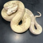 Snow Boa For Sale