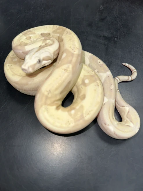 Snow Boa For Sale