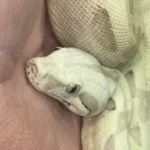 Snow Boa For Sale