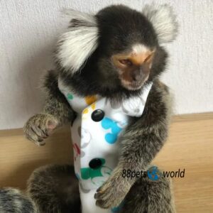 Jimmy - Adult Male Marmoset Monkey