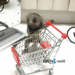 Micah - Female Marmoset Monkey