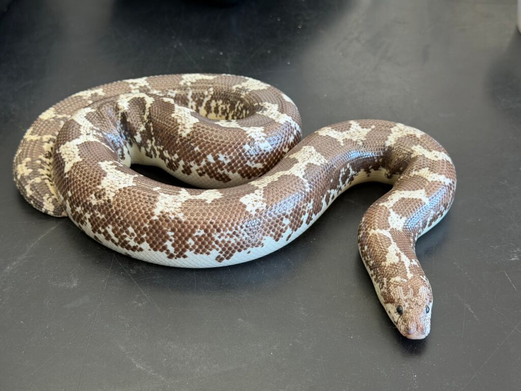 Adult Anery Tiger het paradox albino
