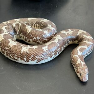 Adult Anery Tiger het paradox albino