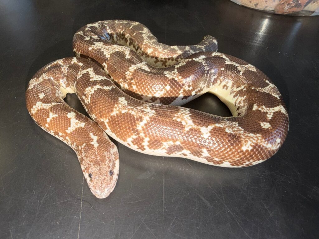 Adult female Anery het Bell albino