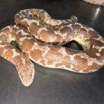 Adult female Anery het Bell albino