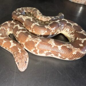 Adult female Anery het Bell albino