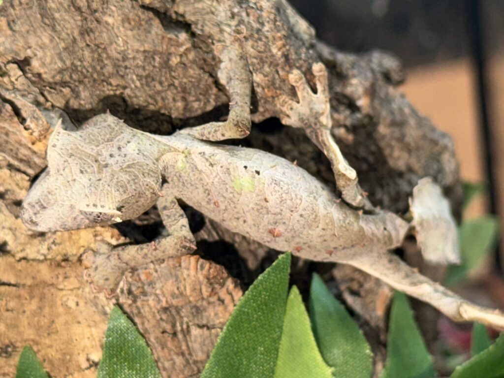 Adult male phantasticus