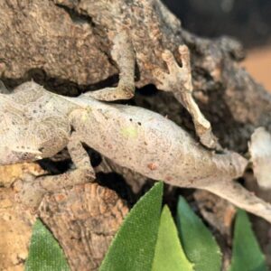 Adult male phantasticus