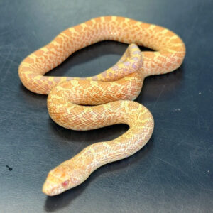 Albino Bullsnake Baby
