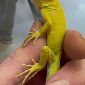Albino iguanas