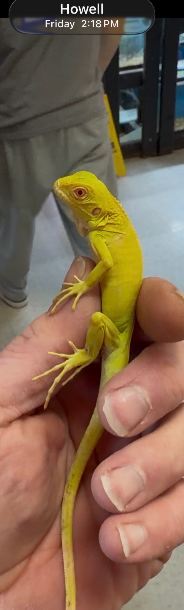 Albino iguanas