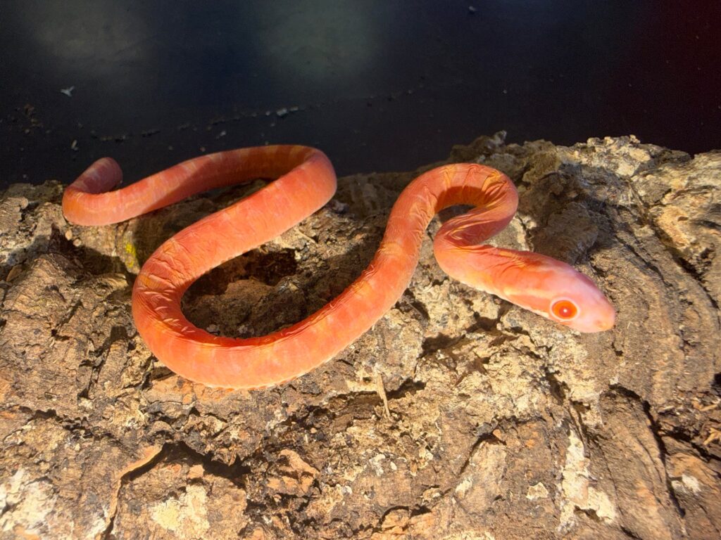 Albino scaleless corn