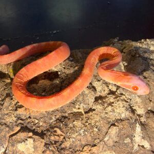 Albino scaleless corn