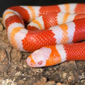 Albino tangerine