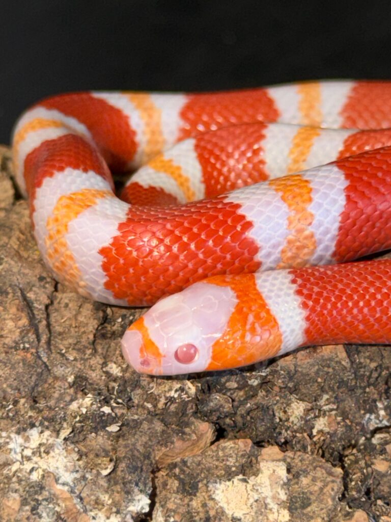 Albino tangerine