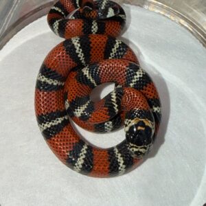 Andean milk snake