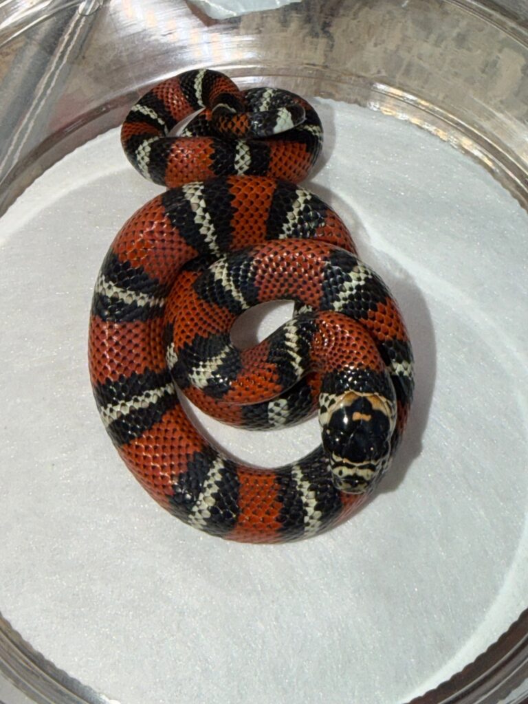 Andean milk snake