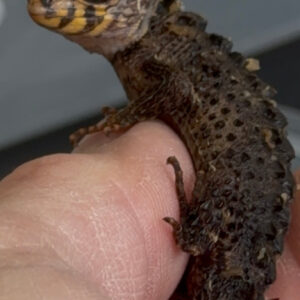 Baby red eye croc skinks