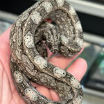 Argentine Boa Constrictor