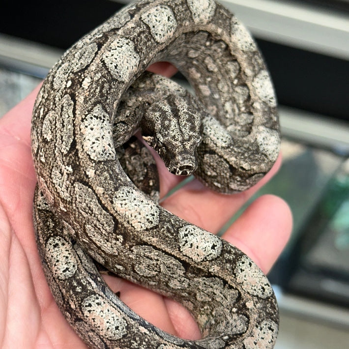 Argentine Boa Constrictor